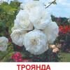Роза Въюнка Белая