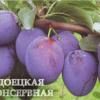 Слива Донецкая консервная
