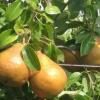 Груша сорт Рояль зимова