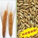 Жито озиме Хамарка