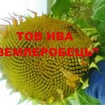 Соняшник Донський крупноплідний